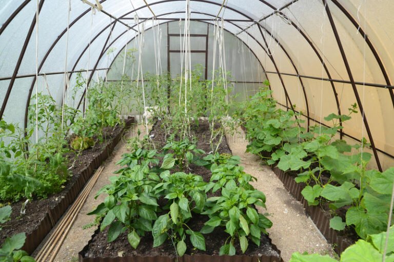 Polycarbonate Mist Chamber - Greenly Greenhouse